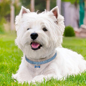 Rhinestone Bling Dog Collar Crystal Puppy Pet Dog Collars For Small Medium Large Dogs Pet Accessories Dog Bone Collar