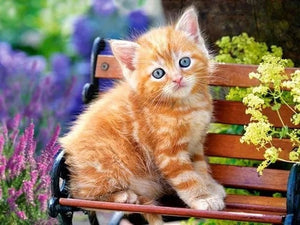 Picture of Kitten on Bench 5D Diamond Painting Embroidery Full Drill Square Round Rhinestone Decor Paint With Diamonds